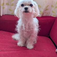 マルチーズ