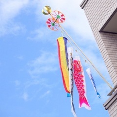 鯉幟/鯉のぼりの画像