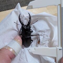 ノコギリクワガタ♂②の画像