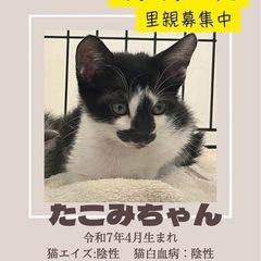 元気いっぱい甘えん坊娘🫶生後4ヶ月の画像