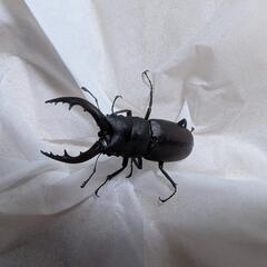ノコギリクワガタ♂①の画像