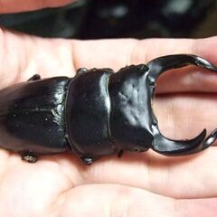 京都府産オオクワガタ F2 ♂76.5ミリＢ品 ♀46.6ミリ　ペアの画像