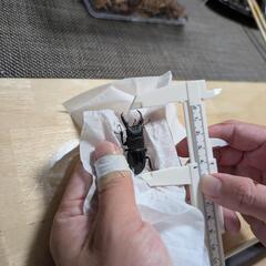 ヒラタクワガタ♂①の画像