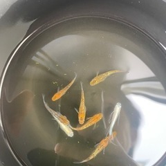 メダカ　親魚　夜桜系　ロングフィン系　10匹の画像