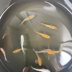 メダカ　親魚　夜桜系　ロングフィン系　10匹の画像