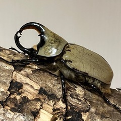 グラントシロカブト成虫♂単品の画像