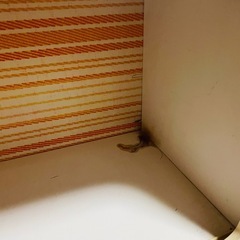 昭和レトロ 棚 チェストの画像