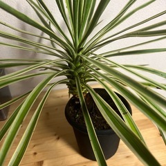 ユッカ　キミガヨラン　観葉植物　斑入りの画像