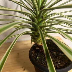 ユッカ　キミガヨラン　観葉植物　斑入りの画像