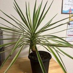 ユッカ　キミガヨラン　観葉植物　斑入りの画像
