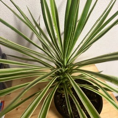 ユッカ　キミガヨラン　観葉植物　斑入りの画像