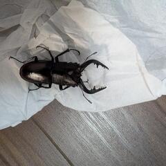 ノコギリクワガタ♂⑤の画像