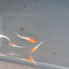 無人メダカ販売所ひっそり安らぎAQUAの画像