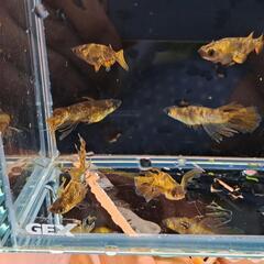 無人メダカ販売所ひっそり安らぎAQUAの画像