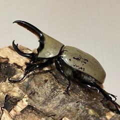 グラントシロカブト成虫♂単品の画像
