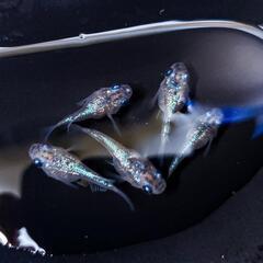 ★毎日、メダカ販売★の画像