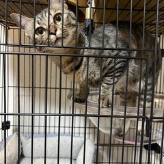 里親募集🐈