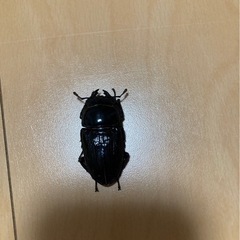 ホペイオオクワガタ(北峰産)ペア①の画像