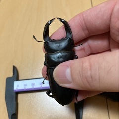 ホペイオオクワガタ(北峰産)ペア①の画像