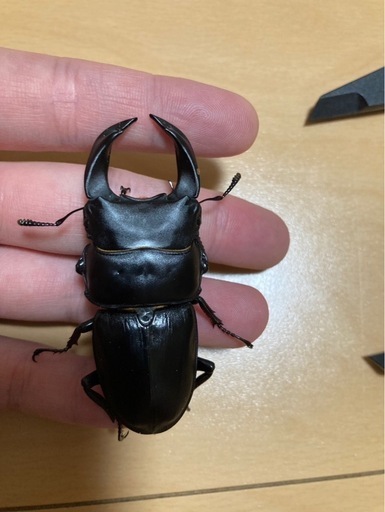 ホペイオオクワガタペア＋♀一頭。本日取引完了して頂ける方限定おまけ付き ホペイオオクワガタ(北峰産)ペア① (やまと) 出雲崎のその他の中古