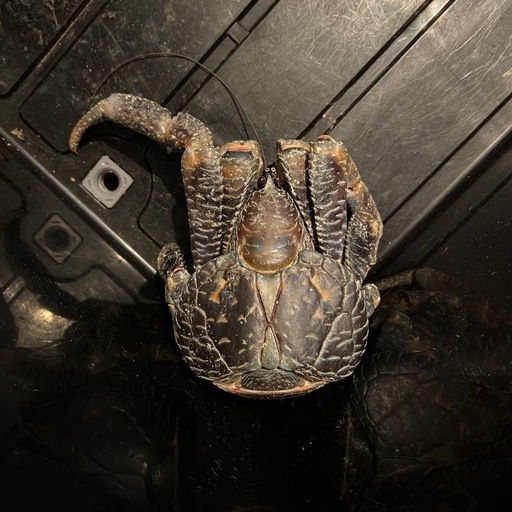 観賞用ヤシガニ