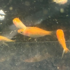 ミックス金魚、和金、琉金、幼魚になりますの画像