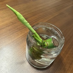 モンステラデリシオーサ切苗　発芽発根済の画像