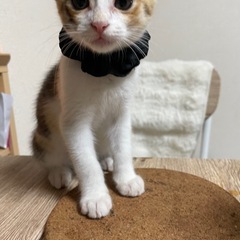 子猫