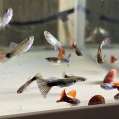 グッピーの画像