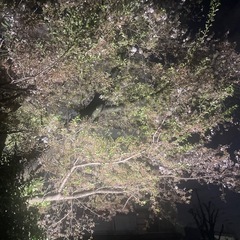カメラ，フォト友募集✳︎