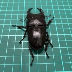 【直接渡し】能勢YG 国産オオクワガタ ♂77.8  の画像