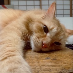 猫好きさん集まれ！にゃん恋ティーパーティー - パーティー