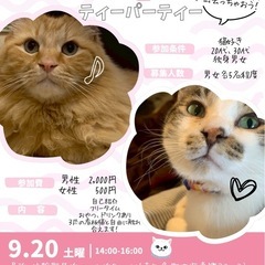猫好きさん集まれ！にゃん恋ティーパーティー