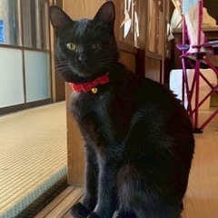 猫好きさん集まれ！にゃん恋ティーパーティー - イベント