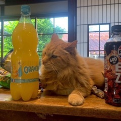 猫好きさん集まれ！にゃん恋ティーパーティー - 知多郡