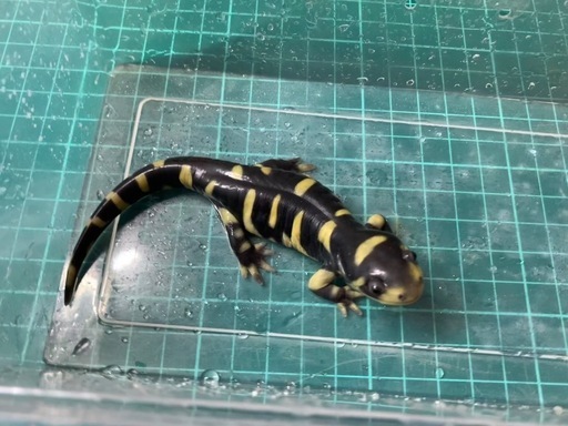 オビタイガーサラマンダー 25cb①