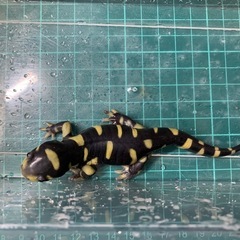 オビタイガーサラマンダー25cb①
の画像