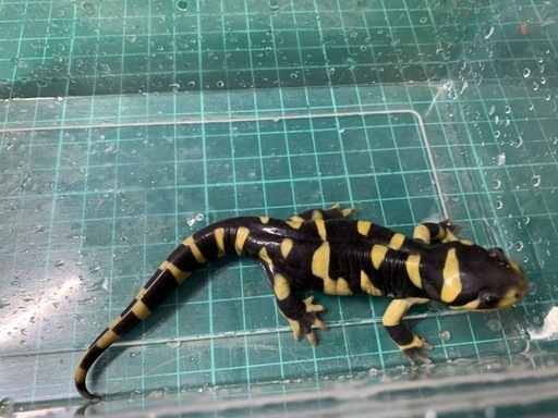 オビタイガーサラマンダー　25cb②