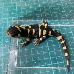 オビタイガーサラマンダー　25cb②の画像