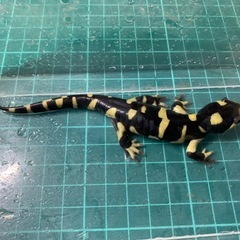 オビタイガーサラマンダー　25cb③の画像