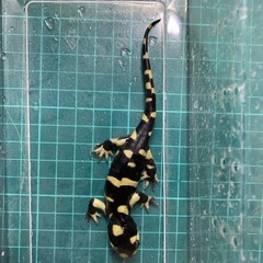 オビタイガーサラマンダー　25cb③の画像