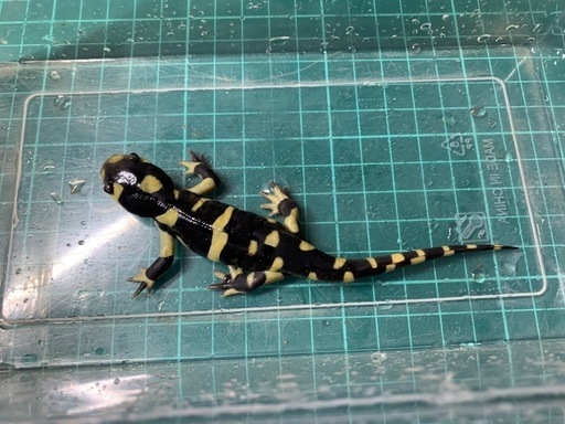 オビタイガーサラマンダー　25cb③