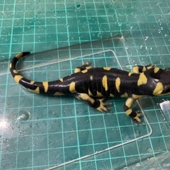 オビタイガーサラマンダー　25cb④の画像