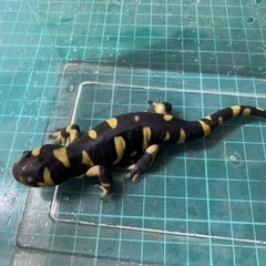 オビタイガーサラマンダー　25cb④の画像