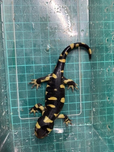 オビタイガーサラマンダー 25cb①