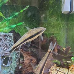 熱帯魚　サイヤミーズフォックス2匹の画像