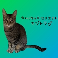 令和3年4月12日生まれのキジトラ♂