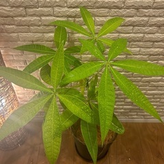 ❇️傘をさしたような形の愛らしい✨観葉植物【パキラ】✨の画像