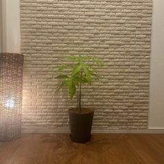 ❇️傘をさしたような形の愛らしい✨観葉植物【パキラ】✨の画像
