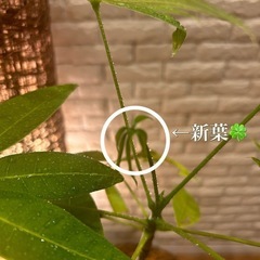 ❇️傘をさしたような形の愛らしい✨観葉植物【パキラ】✨の画像